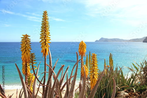 Quadro em tela aloe vera flor playa san pedro almería costa mediterráneo 1307-f17