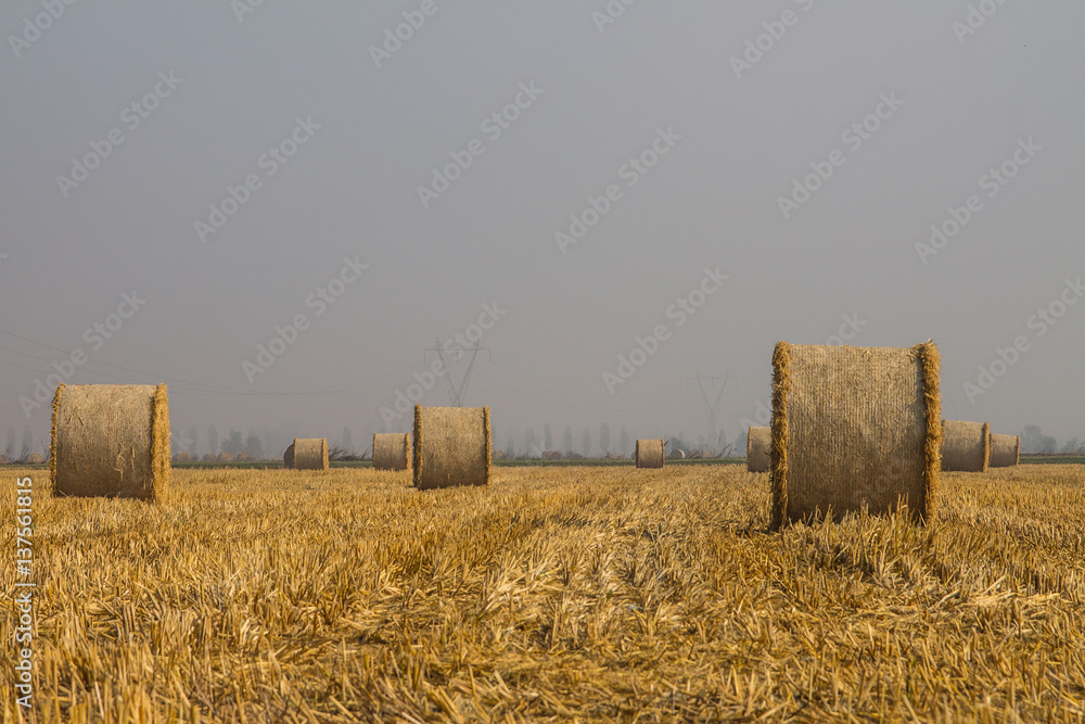 Fototapeta premium Balle di paglia