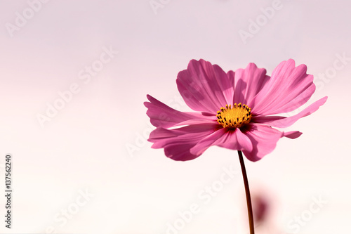 Pinkfarbenes Schmuckk  rbchen - Schmuckblume im zarten Licht der Abendsonne