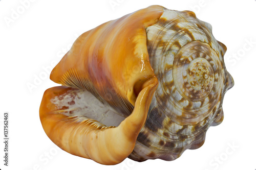 Shell (Cypraecassis Rufa) - Bull Mouth Helmet -  marine gastropod