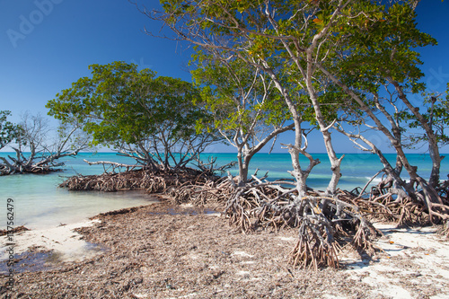 Fototapeta Naklejka Na Ścianę i Meble -  Mangroves at caribbean seashore, Cuba