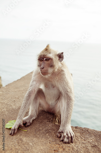 portrait Sad monkey  Long-tailed macaque  Crab-eating sitting on the rock
