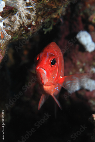 Silverspot squirrelfish photo