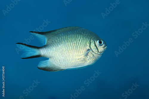 Whitebelly damsel fish