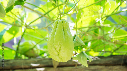 Chayote plant in the vegetable garden.
