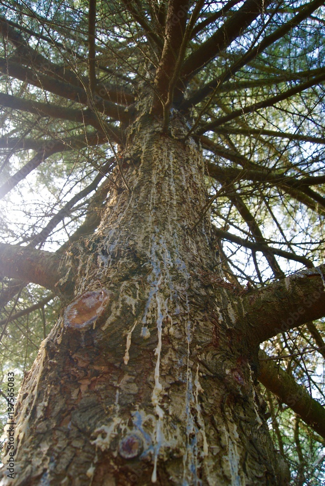 Fototapeta premium Árbol con resina