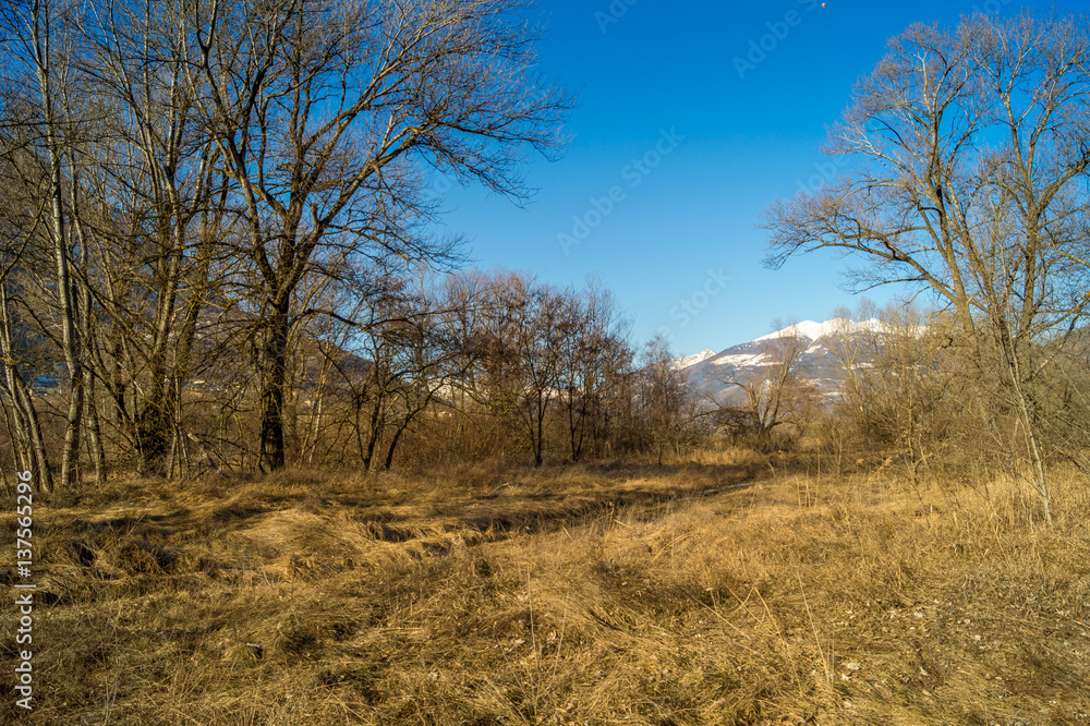 mountain panorama, walk in the forest with trees mountain panorama, walk in the forest with trees