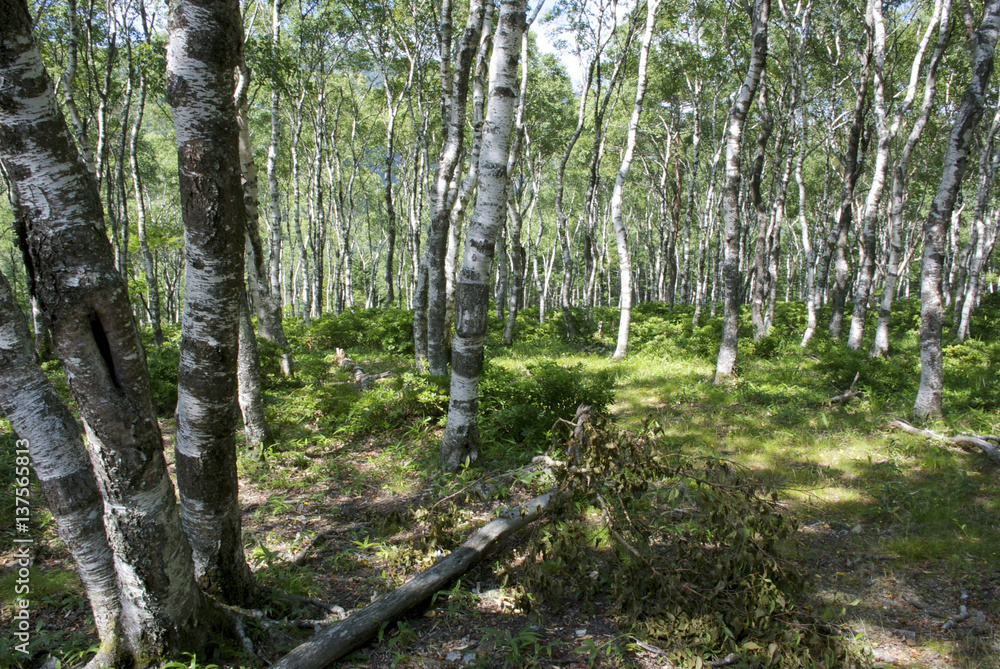 Naklejka premium 森林