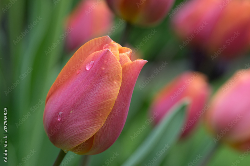 Fototapeta premium Tulpen