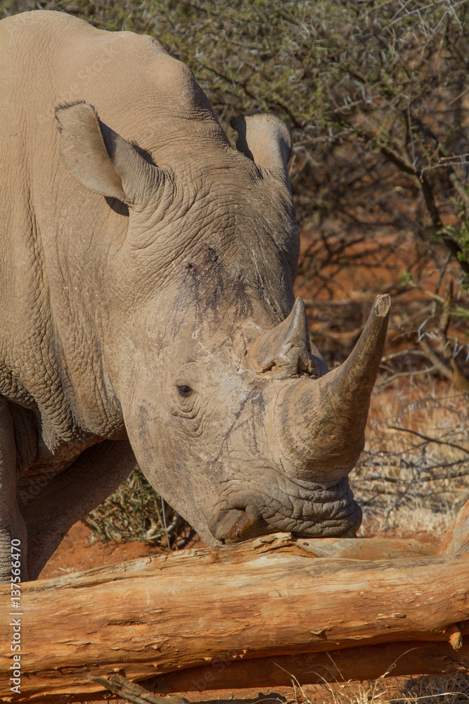 Fototapeta premium White Rhino, Madikwe Game Reserve