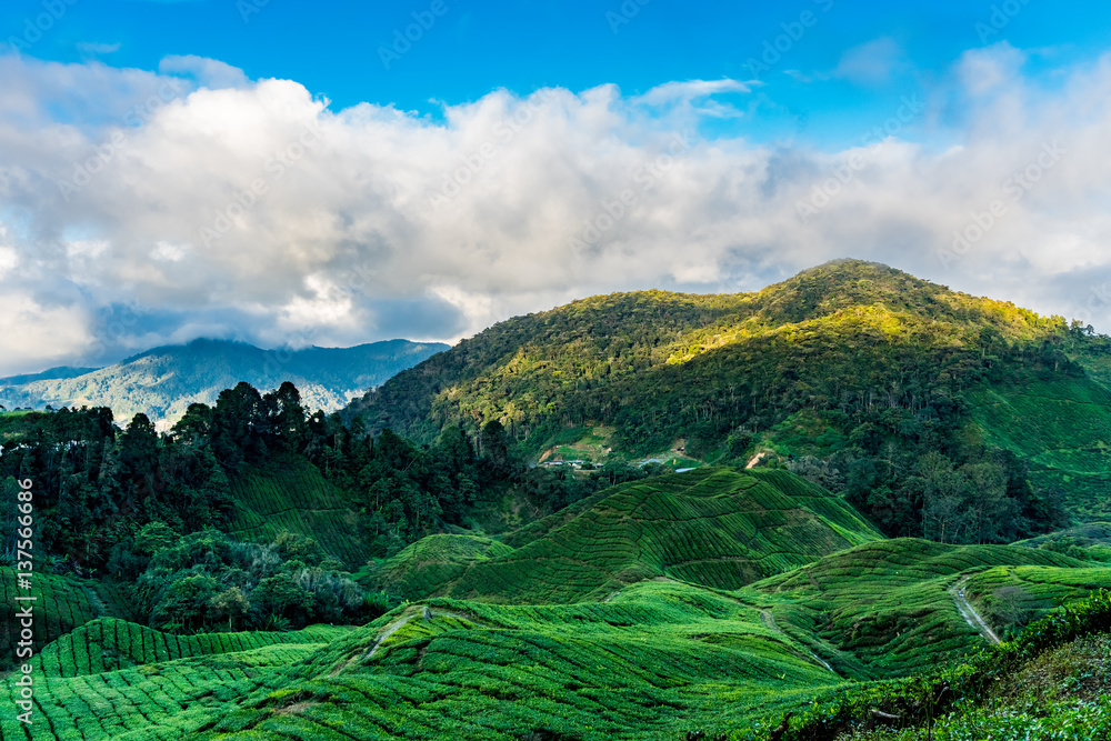 Sunrise over tea plantations in Cameron Highlands, Malaysia
