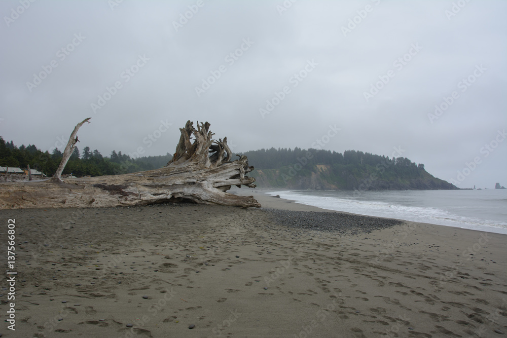 Discarded tree on the beach of La Push, Washington USA