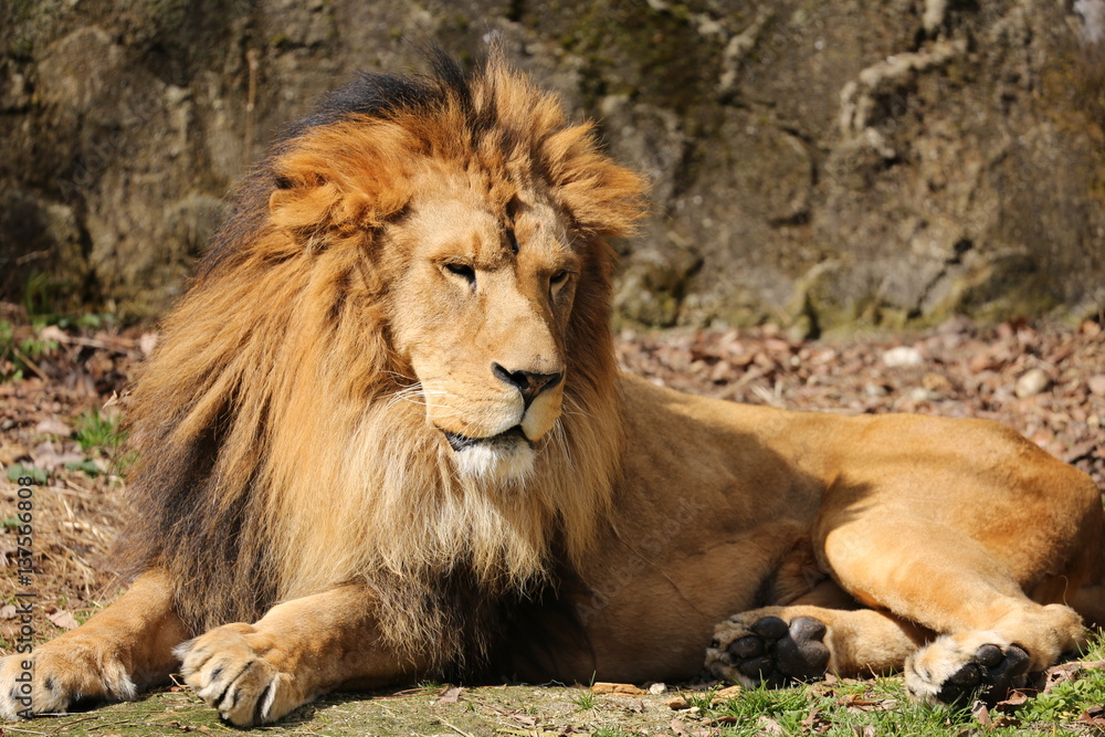 Fototapeta premium ライオン