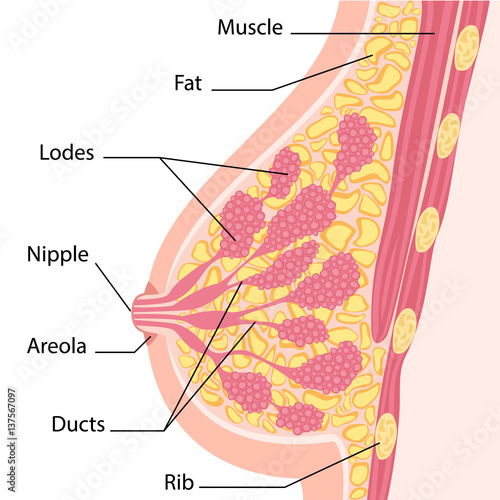 Women breast cross section