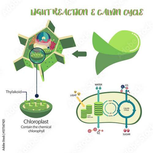 Photosynthesis plant cell diagram illustration vector design