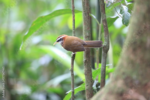 Streak-breasted scimitar babbler (Pomatorhinus ruficollis) in Tam Dao, North Vietnam
 photo