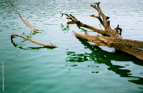 Green frothy polluted water with a dead tree floating in it. Shows the sad state of nature in India © Memories Over Mocha
