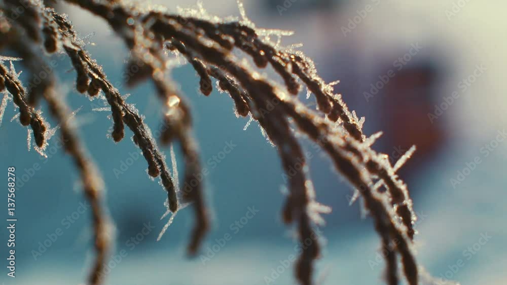 Fir branches covered with hoar frost. Sunny. Fir branches covered with hoar frost. Sunny.
