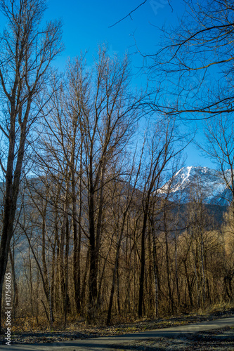 mountain panorama, walk in the forest with trees © mashiro2004