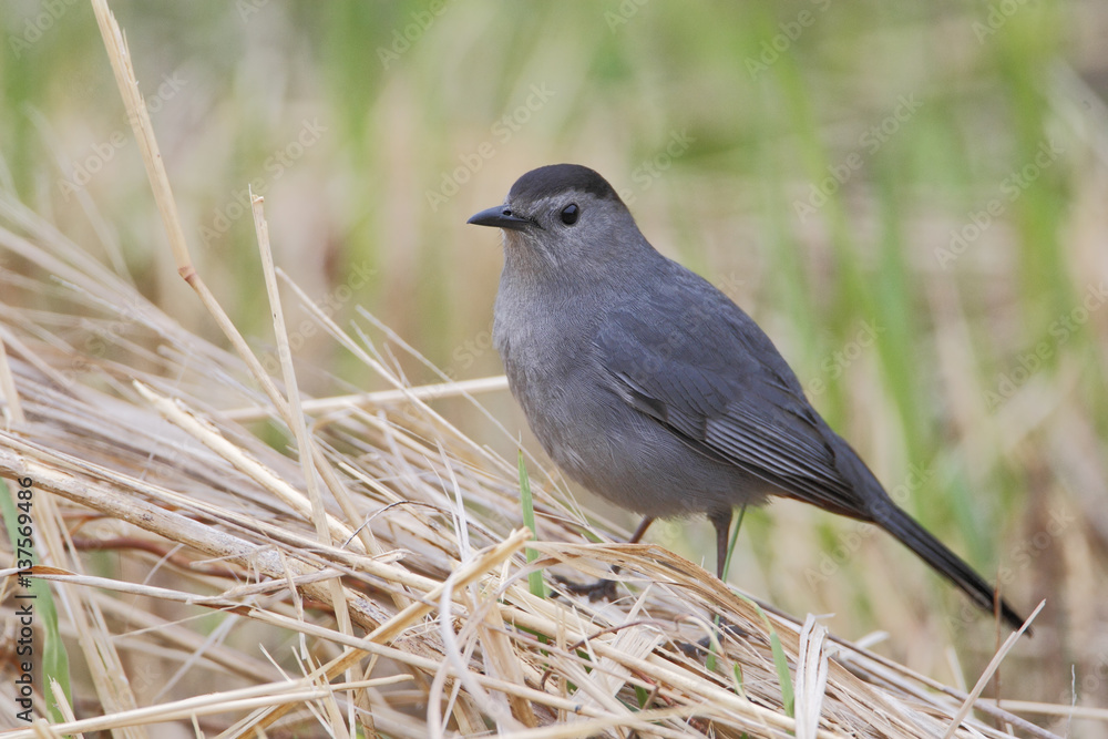 Gray catbird (Dumetella carolinensis), Bombay Hook NWR, Delaware, USA Gray catbird (Dumetella carolinensis), Bombay Hook NWR, Delaware, USA