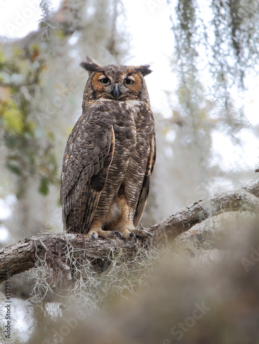 Great horned owl (Bubo virginianus) in tree, Kissimmee, Florida, USA