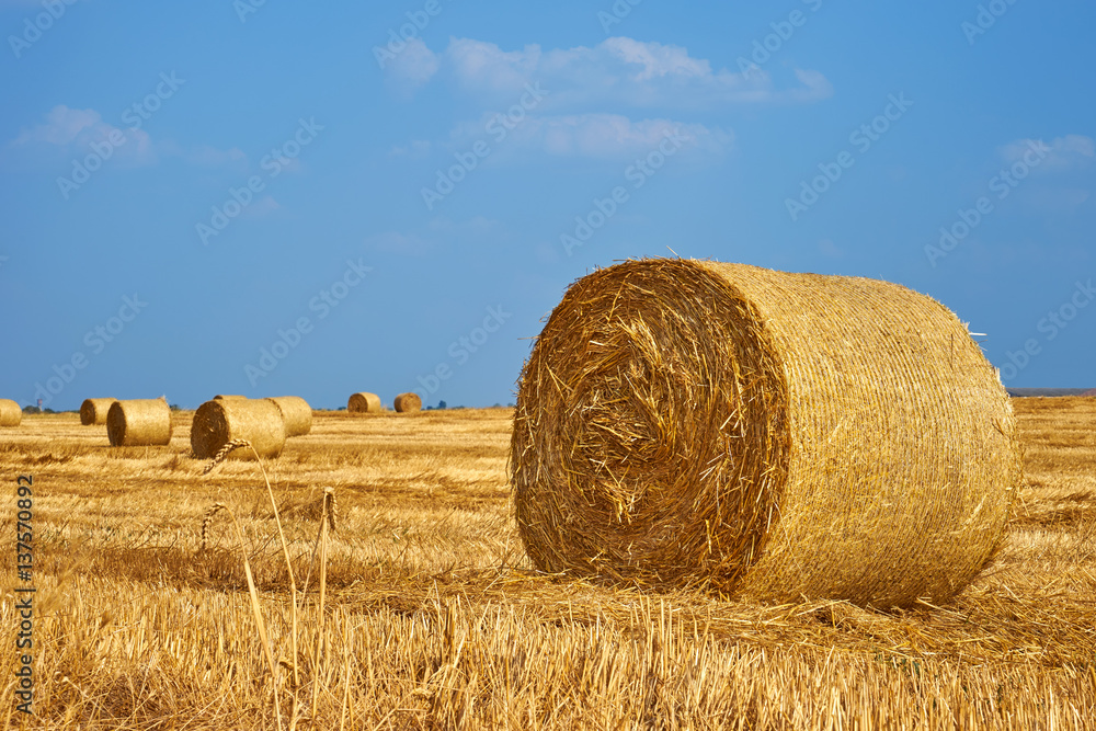 Beautiful landscape. Agricultural field. Round bundles of dry grass in the field against the blue sky. Bales of hay to feed cattle in winter