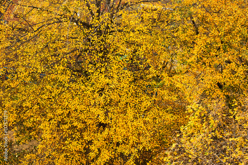 Texture of autumn leaves bright yellow. Bright background for the basic design