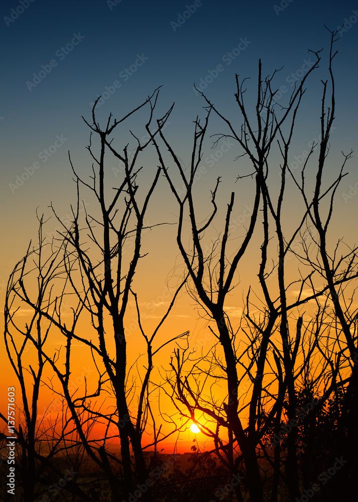 Obraz premium The texture of the silhouette of the tree branches without leaves on sunset background. Bright background for the basic design