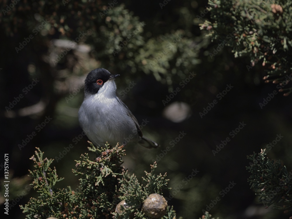 Fototapeta premium Sardinia Warbler (Sylvia melanocephala). Crete