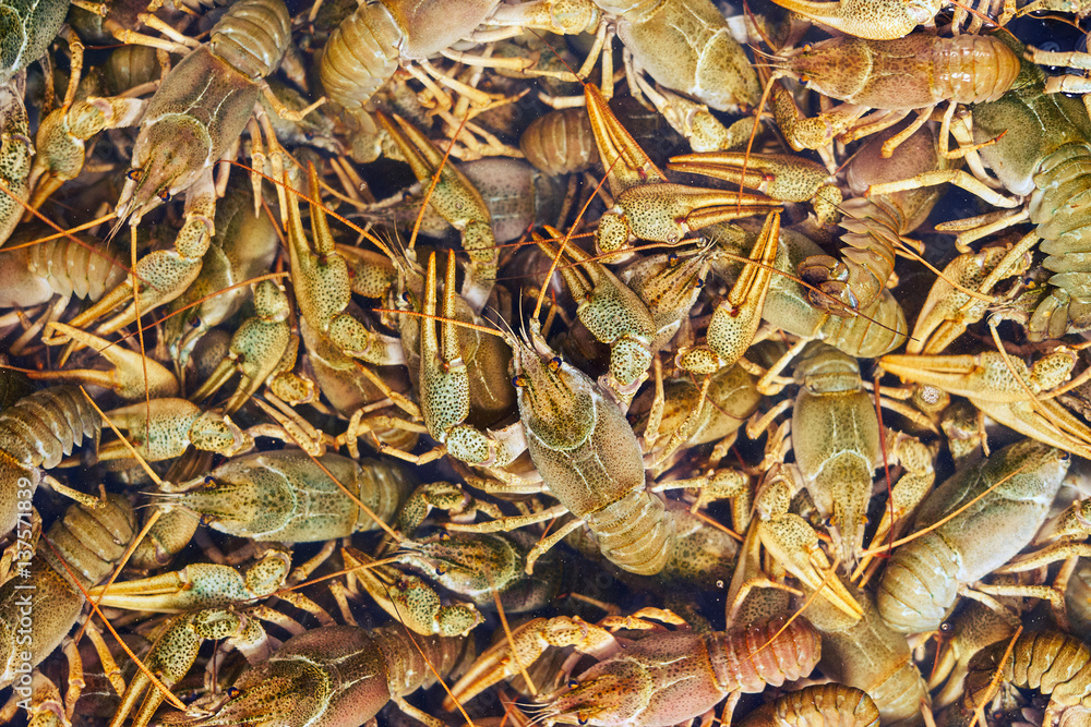 Background of freshwater crayfish in the water close-up Background of freshwater crayfish in the water close-up