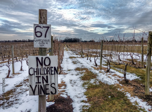 Fototapeta Naklejka Na Ścianę i Meble -  Grape Vines in Wine Vineyard in Winter