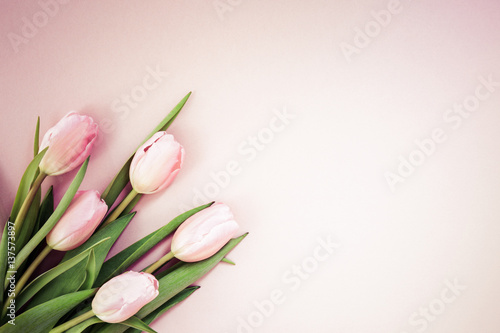 Fototapeta Naklejka Na Ścianę i Meble -  Pink tulips on the pink background. Flat lay, top view.  Valentines background.