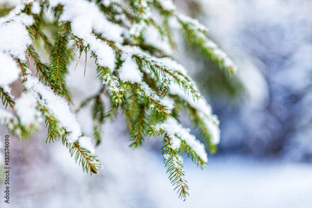 Snow on pine branches. Snow on pine branches.