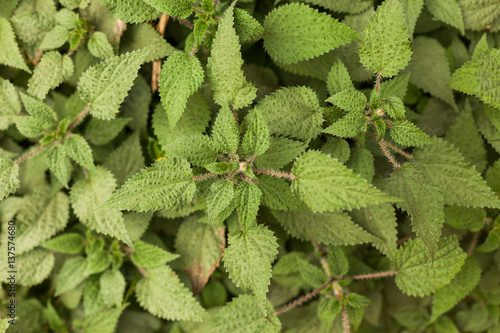 Green plants near Pokhara, Nepal