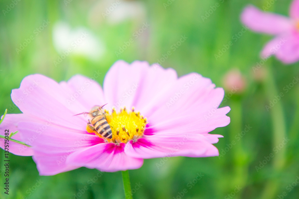 pink cosmos flowers in the pak , flowers in the garden , pastel style