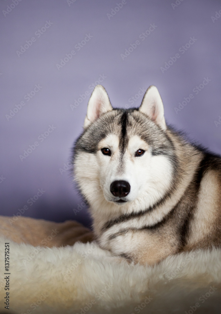 siberian husky dog studio portrait