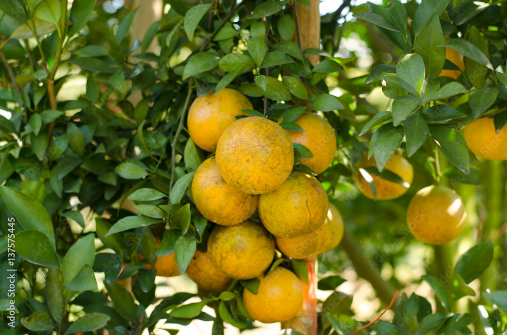 Ripe shogun orange hanging on tree. tangerine fruit