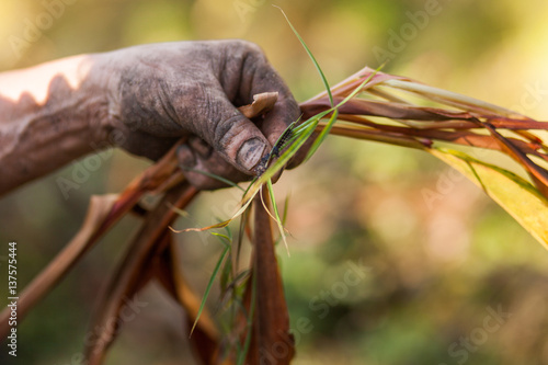 Farmer examining cardamom plant