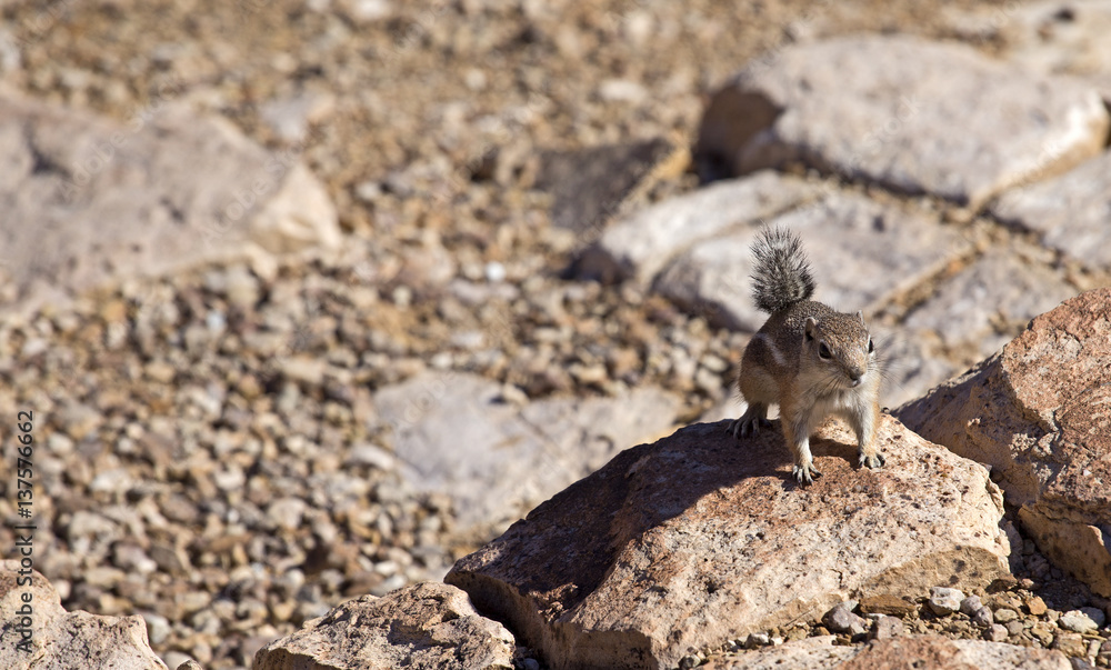Little squirrel on Grand Canyon mountain Little squirrel on Grand Canyon mountain