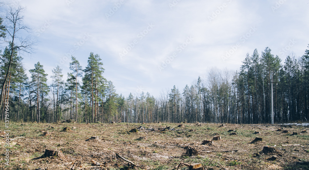 Naklejka premium Pine forest being cut down turning into a dry lifeless field