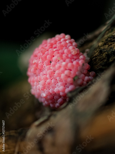 Snail eggs photo