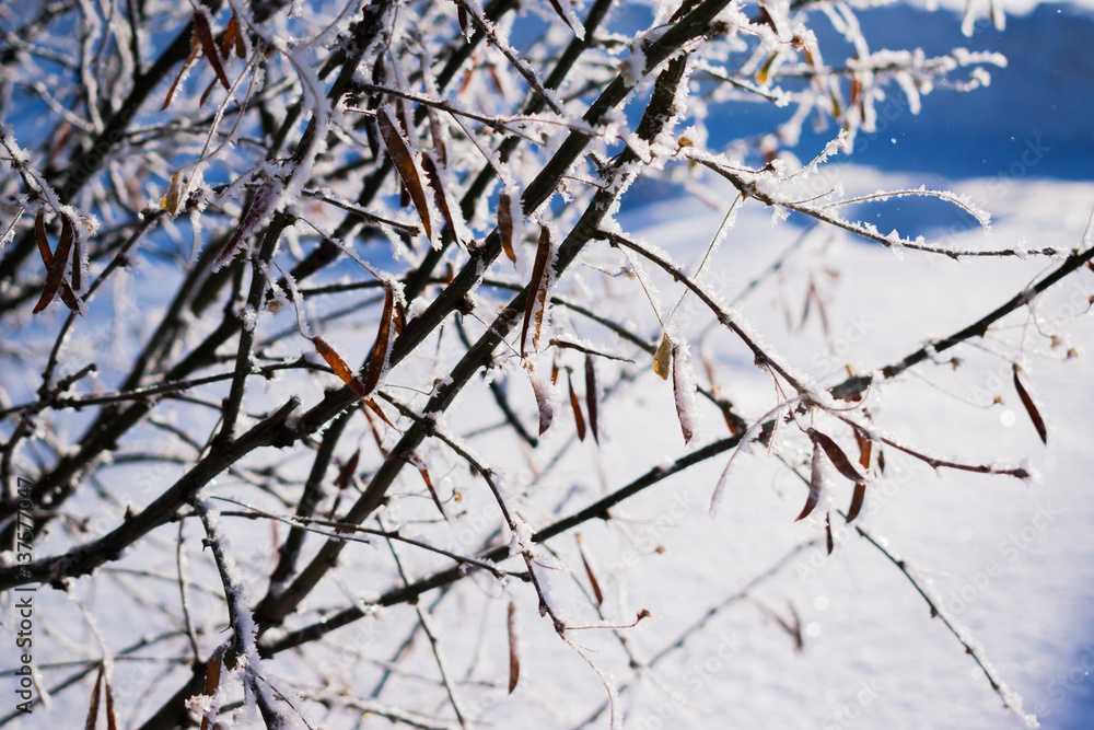 Obraz premium Winter landscape with twigs of shrubs in frost close up
