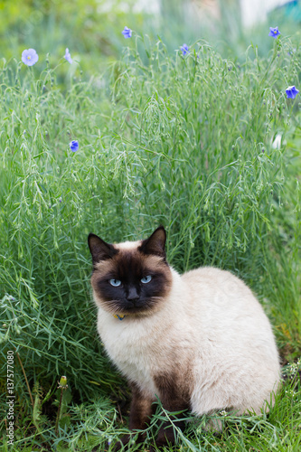 Siamese pussy sitting in flax bushes © Maryna
