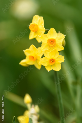 ラッパスイセン