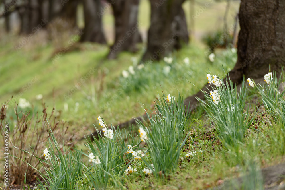 Obraz premium スイセン