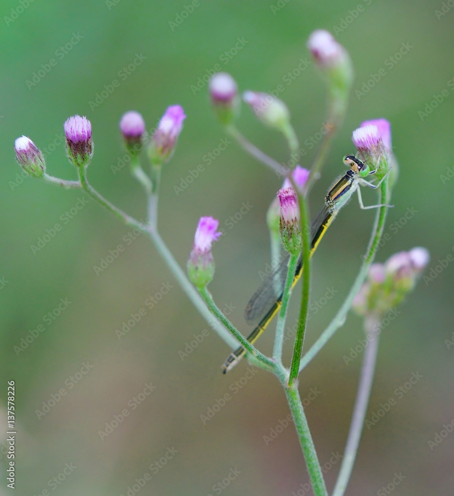 dragonfly on a stalk covered with dew in morning dragonfly on a stalk covered with dew in morning