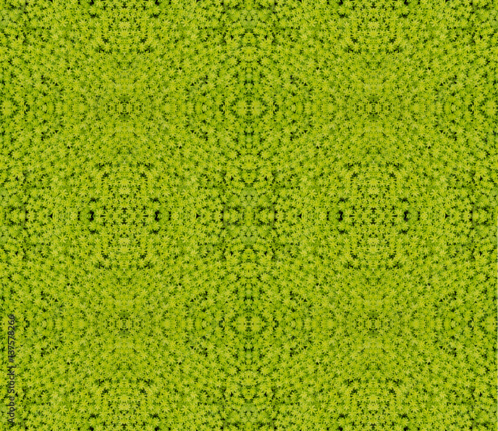 Gold Moss Sedum, sedum de oro seamless pattern background Gold Moss Sedum, sedum de oro seamless pattern background