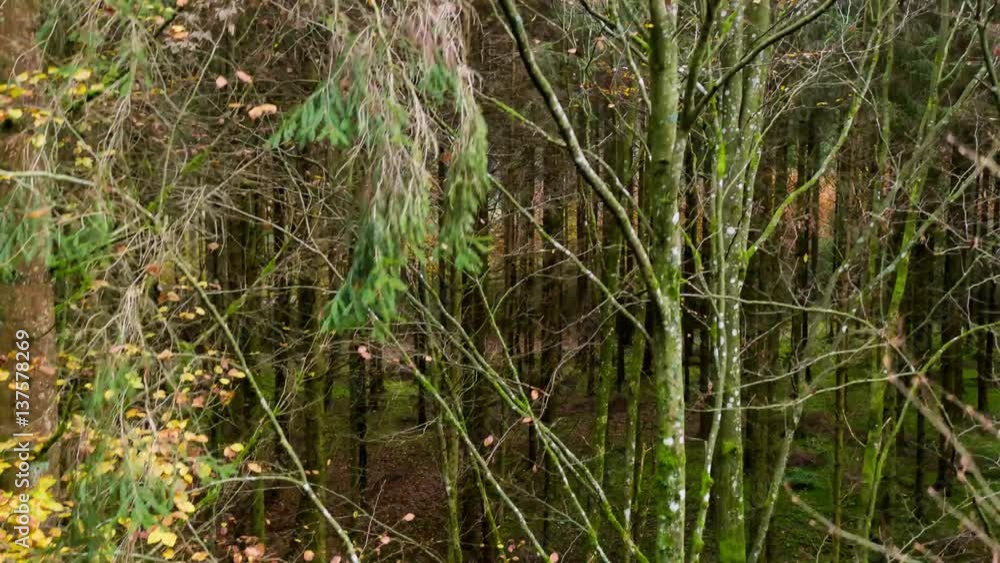 Im Wald mit Fahrt nach oben