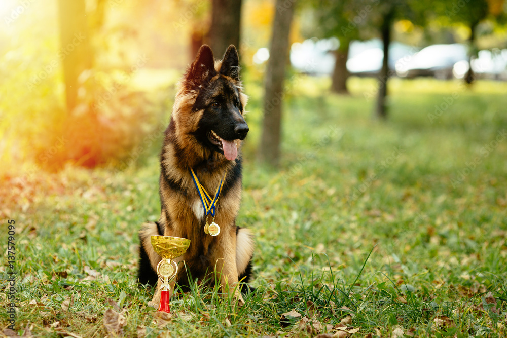 Champion German Shepherd sits on grass with golden cup and medals around his neck after winning the dog show
