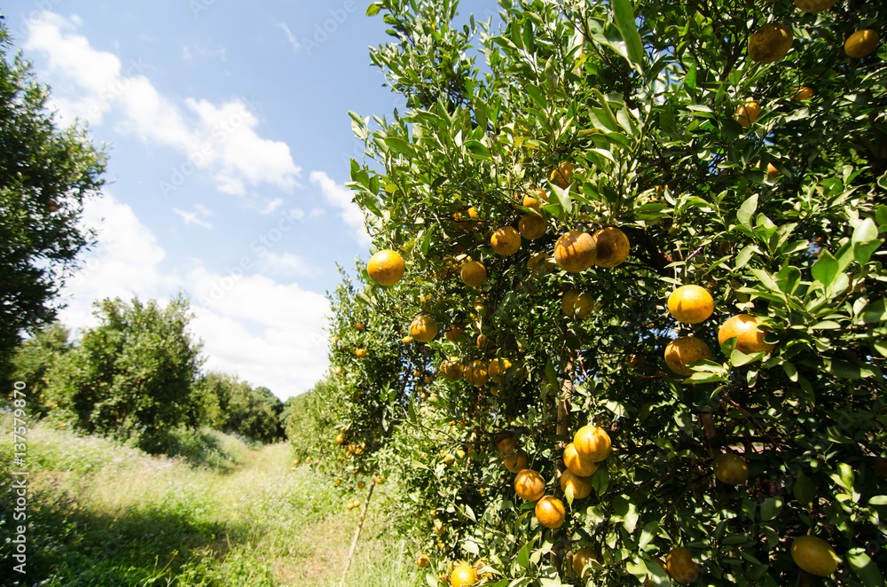 Ripe shogun orange hanging on tree. tangerine fruit